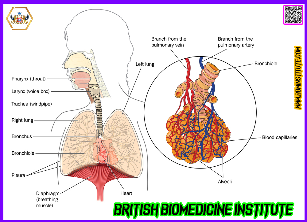 #British #BioMedicine #Institute #Evidence #Skill #eLearning #Platform #bbminstitute #bbmclinicaltrials #britishbiomedicine #bjpmr #bjbmr #BBMI #BSCR #BSMD #BBMCT #BBM #PHM #CTPRA #CCP #MDRA #BSCCP #BBMI #NanoDegree #Pharmaceutical #BioMedical #Clinical #Research #Medical #Device #Skilled #NanoDegree #Clinical #Trials, #Pharmacovigilance #Regulatory #Affairs #Clinical #Child #Psychology #Medical #Device #Regulatory #Affairs #Public #Health #Management #BritishYogaHealth® #BritishChildPsychology #BritishBioMolecule #BritishBioMedicineClinicalTrials #BritishYogaHealth #EvidenceBasedSkills #ExclusiveAIIMSHospital #Dermatologytrials #CardiovascularTrials #DiabetesTrials #OncologyTrials #HematologyTrials #PediatricTrials #CovidTrials #NeuroScienceTrials #GyneacologyTrials #GastroenterologyTrials #RareDiseaseTrials #AutoImmuneTrials #InfectiousDiseaseTrials #EndocrineTrials #OpthalmologyTrials #NephrologyTrials #ConductClinicalTrials #directorbbmclinicaltrialscom #checkyourplagiarism #NewApprovedDrug #YogaTeacherTrainingProgram #YTTP #BYH #50YTTP #100YTTP #200YTTP #300YTTP #500YTTP #BritishSchoolOfClinicalResearch #BritishSchoolOfClinicalChildPsychology #BritishSchoolOfMedicalDevice #BritishSchoolOfYogaHealth #YogaProfessor #AIIMSDelhi #AIIMSRishikesh